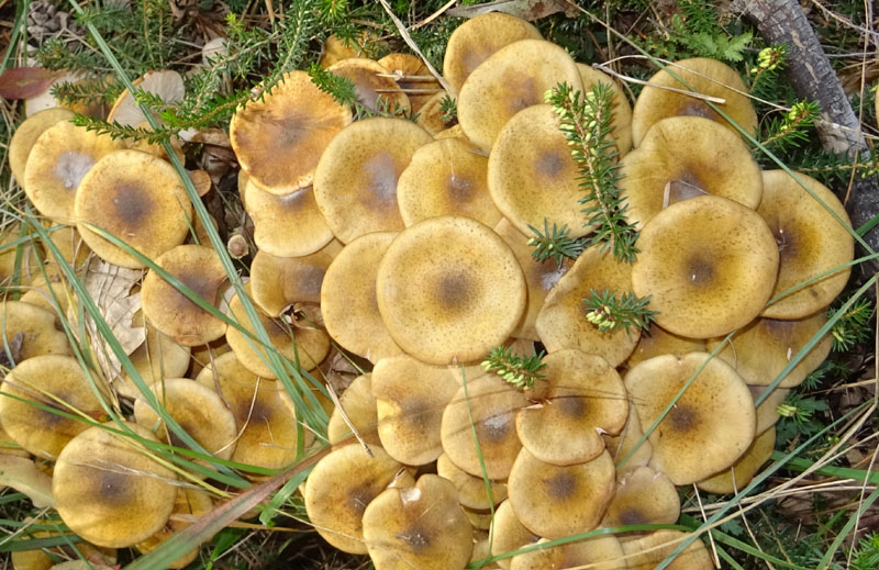 Armillaria mellea